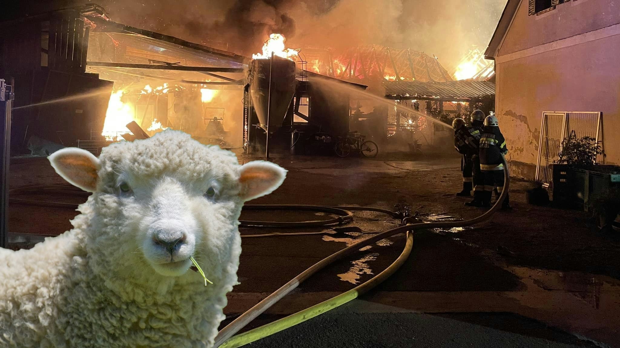 Schaf verendete bei Großbrand in der Steiermark.