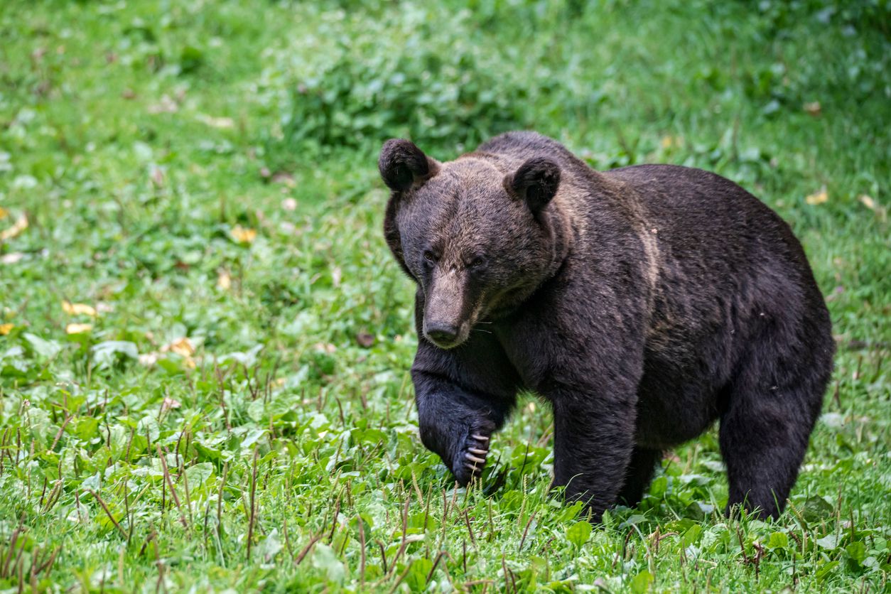 Ein junger Braunbär in den rumänischen Karpaten (Archivbild)