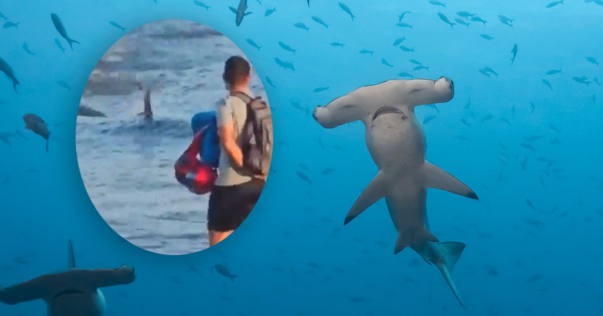 Auf Gran Canaria strandete ein Hammerhai fast an einem beliebten Touristenstrand.