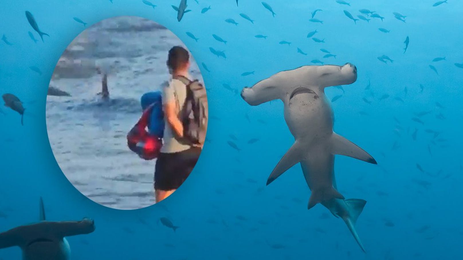 Hai-Alarm am Urlaubsstrand – darum kommt er so nahe