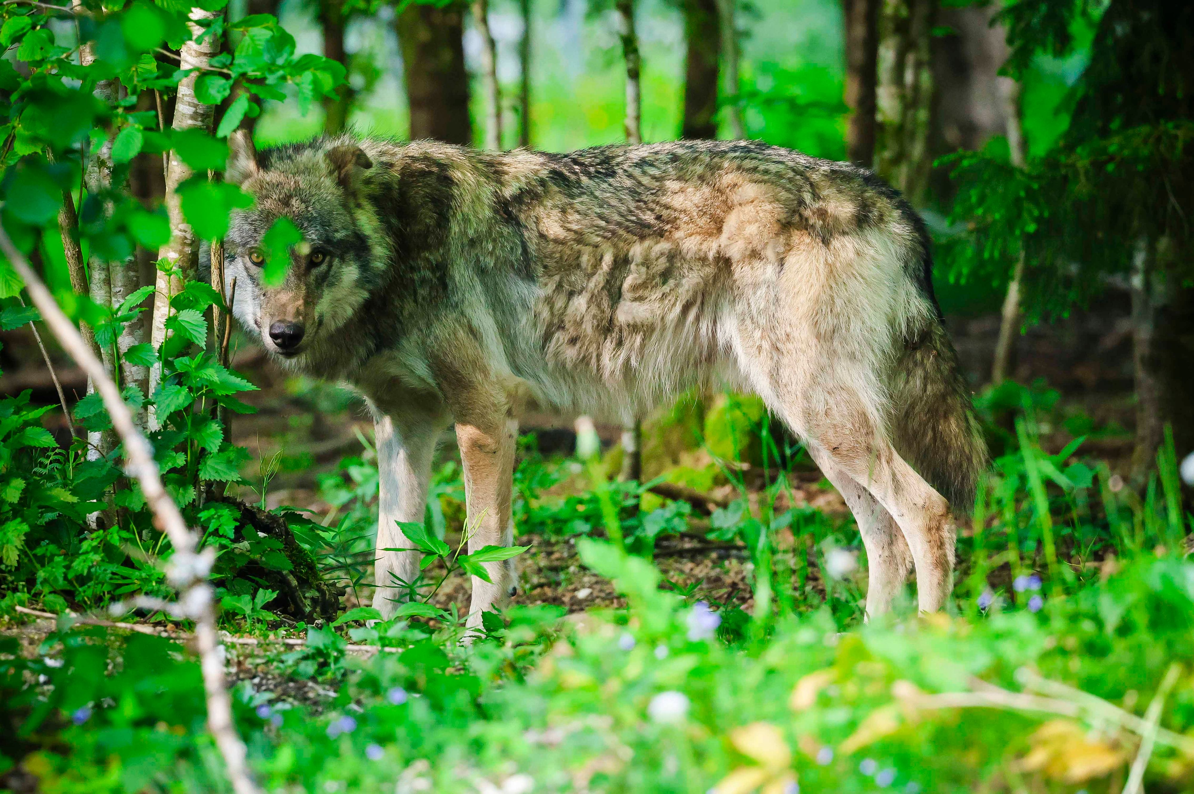 Heute.at - Nutztiere gerissen – Erster Wolfsabschuss in NÖ