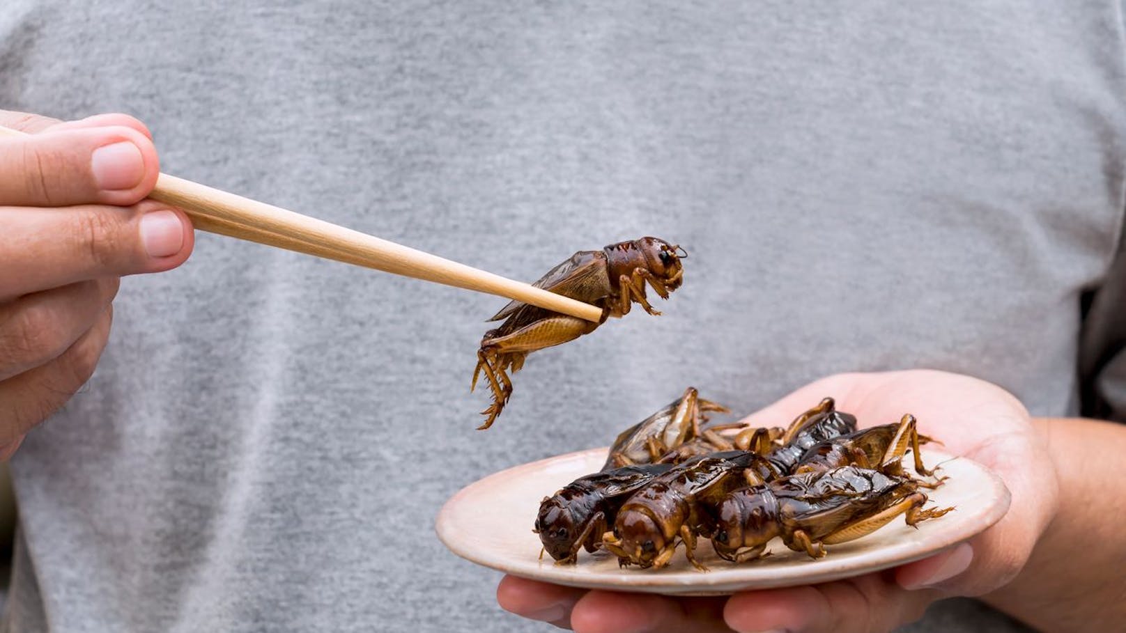 Dieses Land hat 16 Insekten als Lebensmittel zugelassen