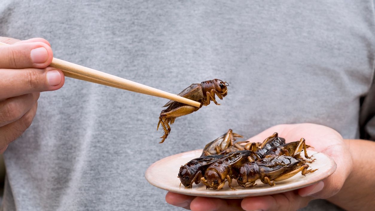 Man's hand holding chopsticks eating Crickets insect on plate. Food Insects for eat as food items, it is good source of meal high protein edible for future food concept.