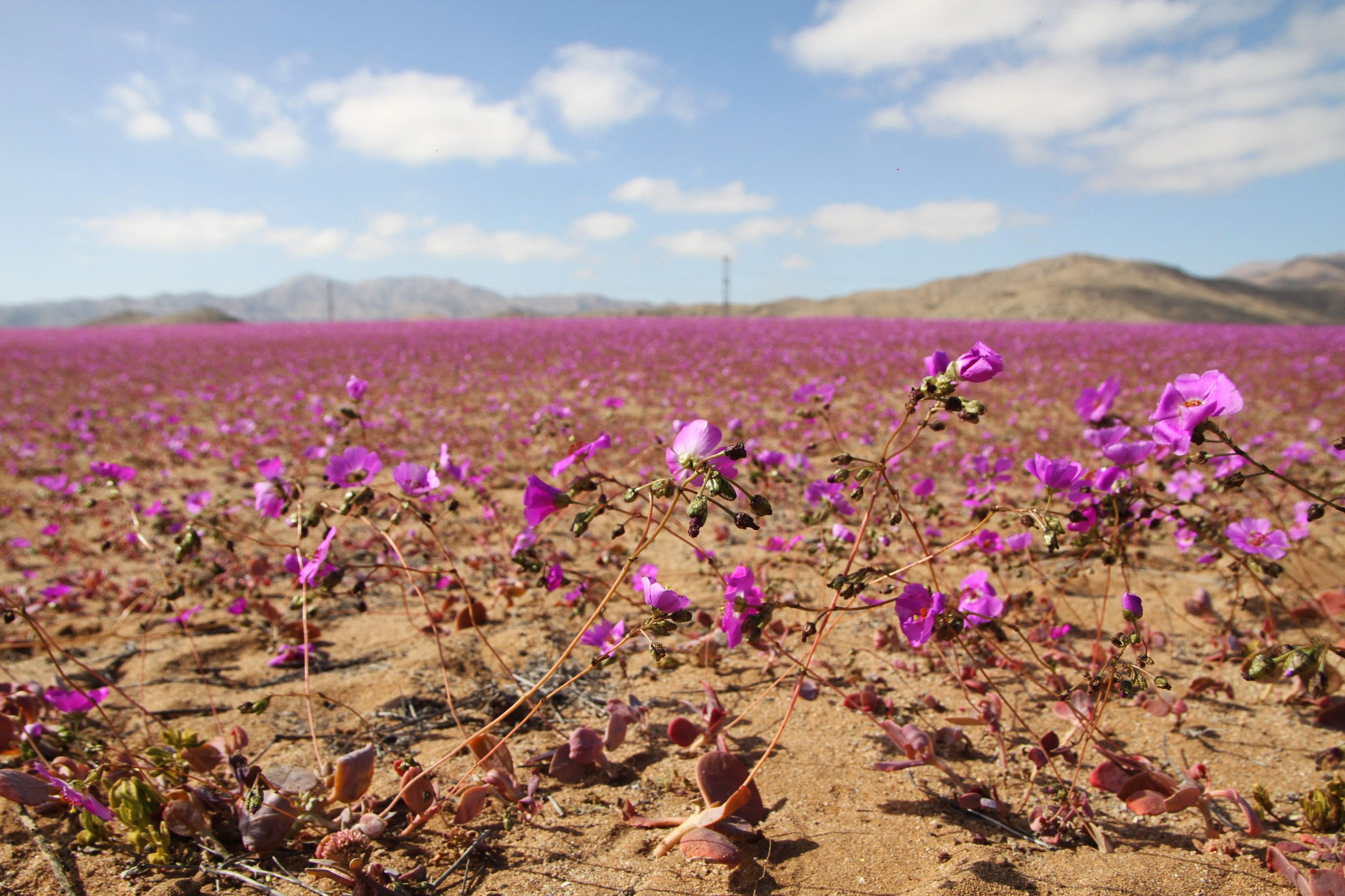 Die Wüste lebt: Die Atacama-Region ist in ein kilometerlanges Kleid aus lila Blumen gekleidet.