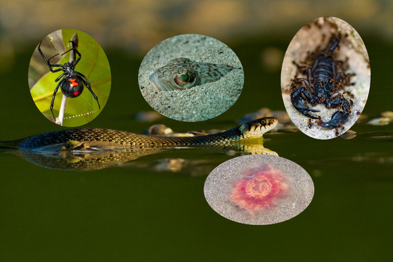 In Kroatien lauern einige tierische Gefahren.