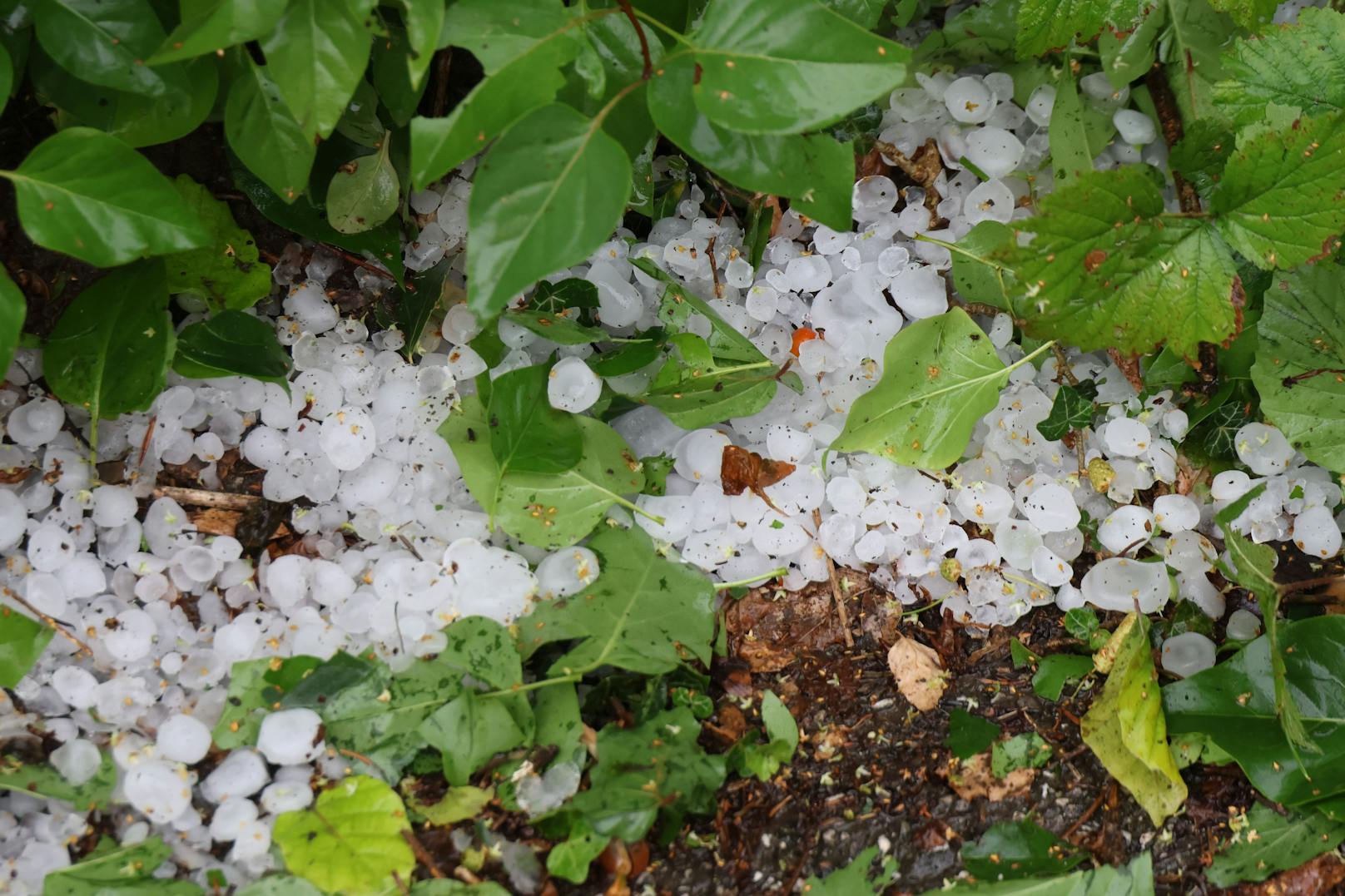 Gewitter am Freitag in OÖ.