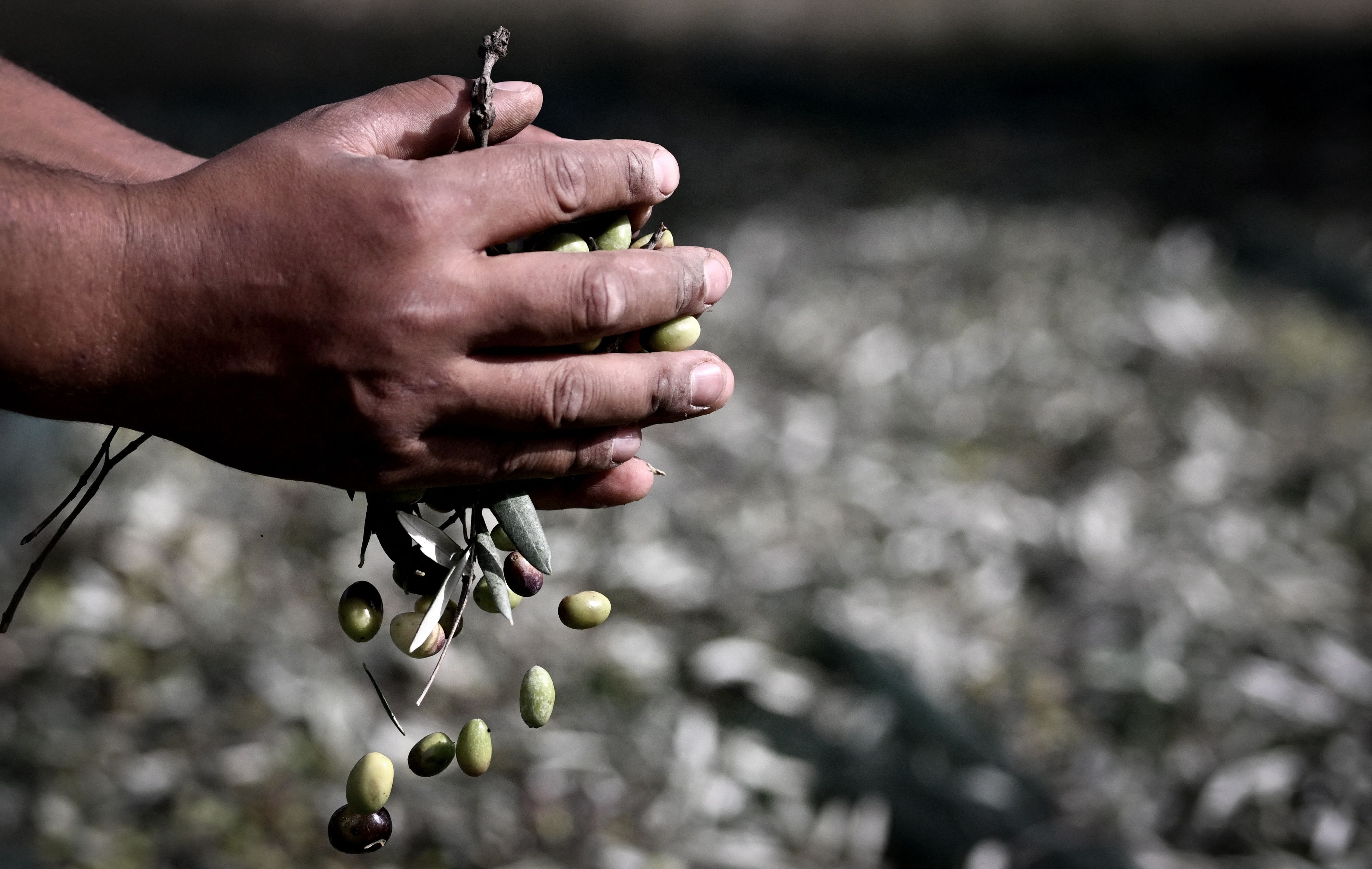 Ein Mann erntet Oliven in Italien (Symbolbild aus dem Archiv)