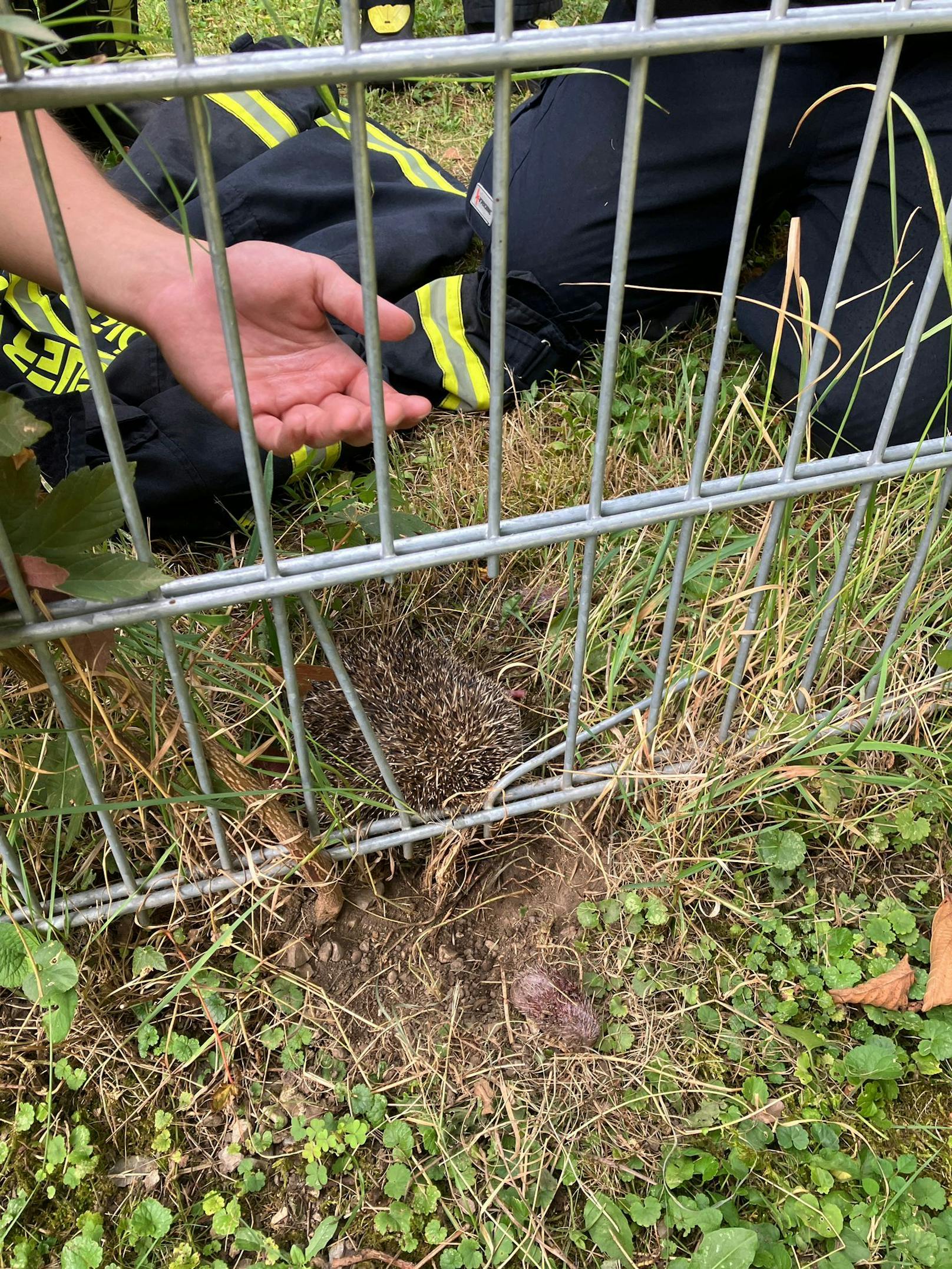 Feuerwehr befreite Igelfamilie aus Notlage