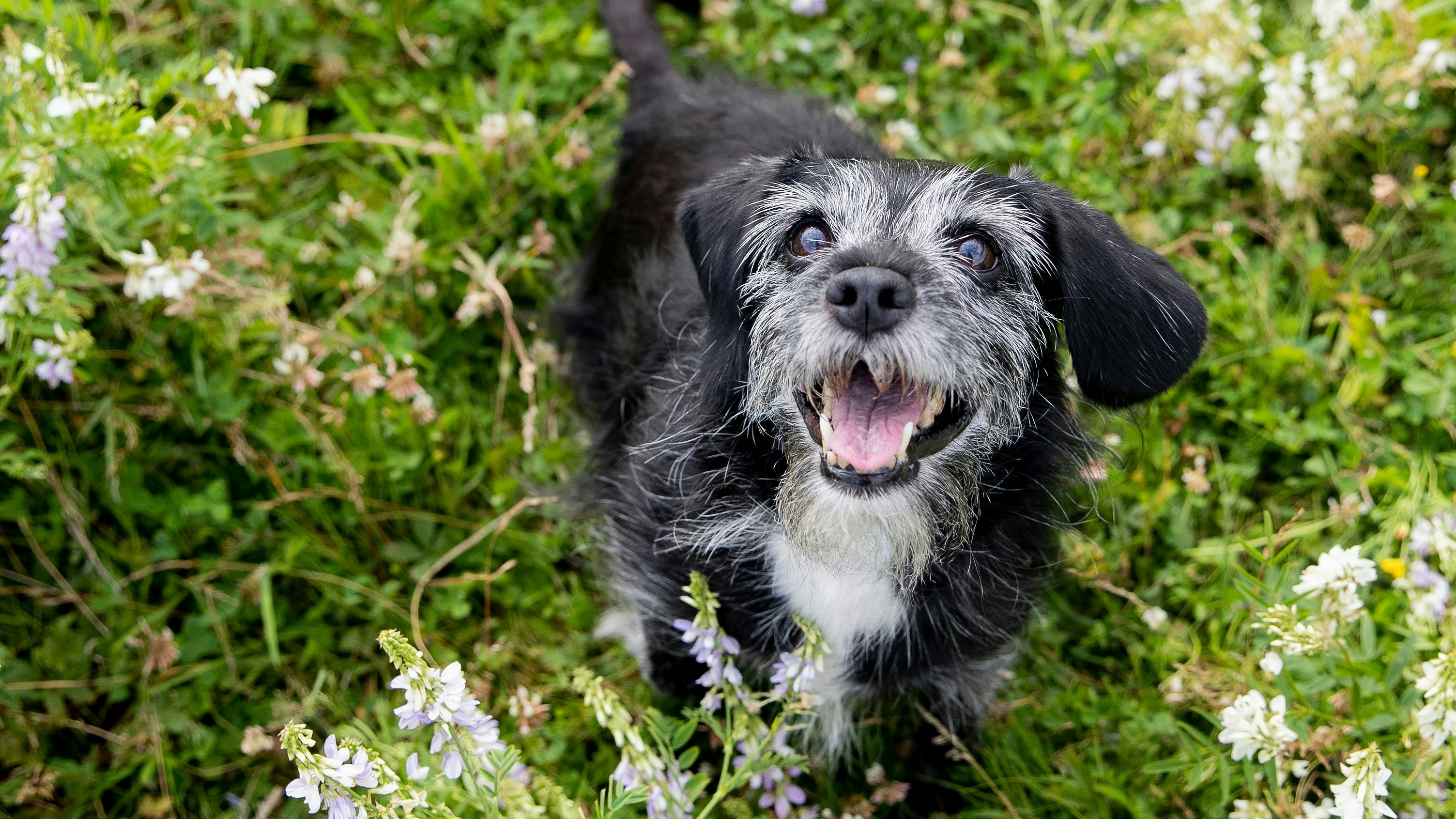 Heute.at - Tierschutznovelle für Rosenkranz Verbots-Exzess