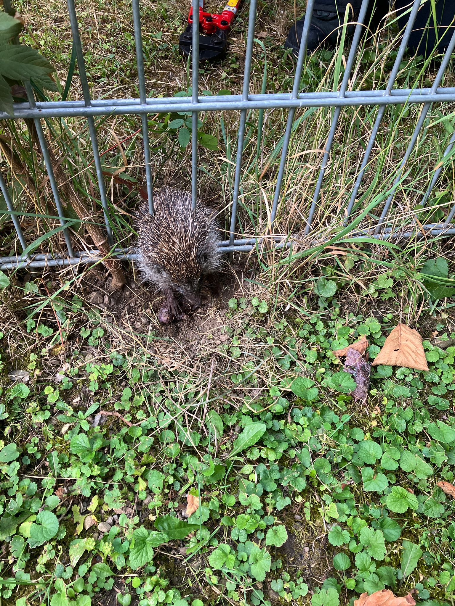 Feuerwehr befreite Igelfamilie aus Notlage