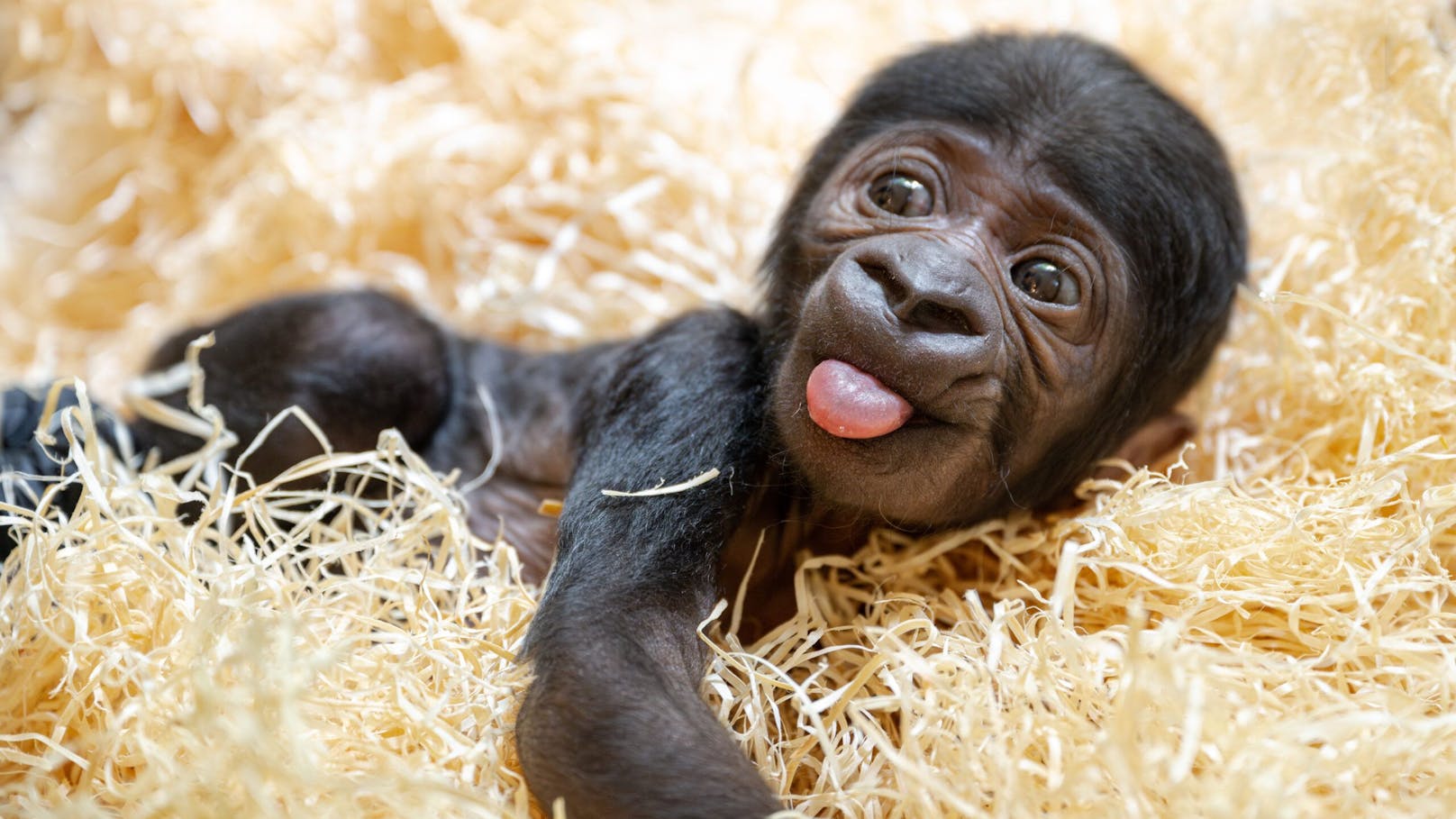 Eine kleine Sensation: Laut dem Zoo ist es das erste jemals in Österreich geborene Gorillababy.