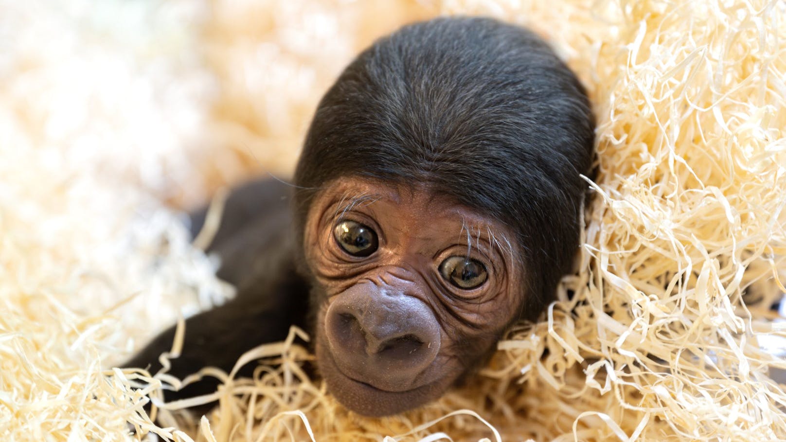 Im Zoo Schmiding in Krenglbach (Bez. Wels-Land) ist ein Gorillababy auf die Welt gekommen.