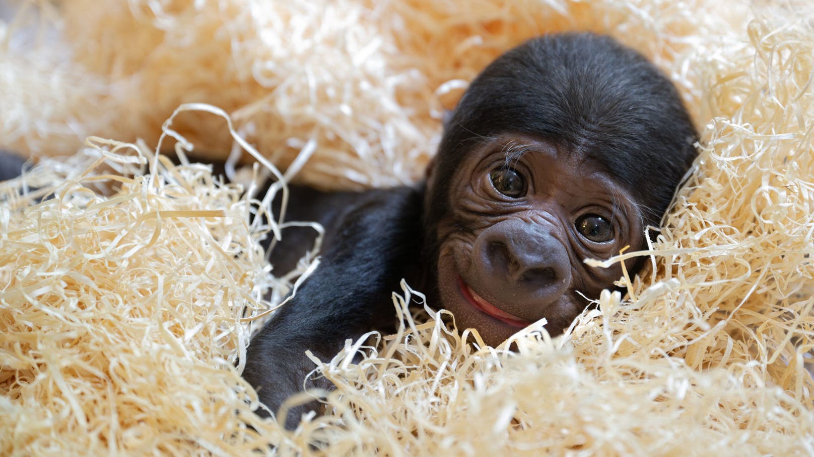 Gorillamama "Kibibi" war durch die Geburt so geschwächt, dass sie die Betreuung nach wenigen Stunden aufgab.