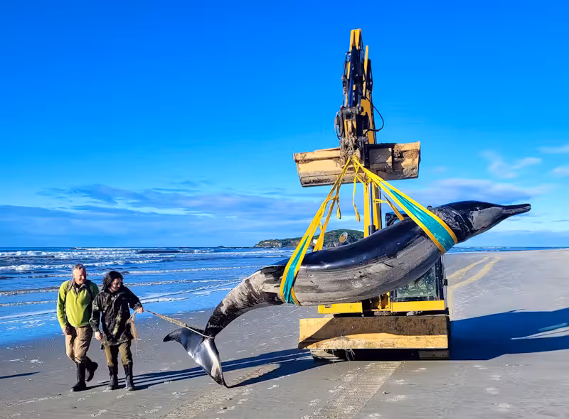 Der in Neuseeland angespülte Bahamonde-Schnabelwal könnte Forschenden neue Erkenntnisse liefern.
