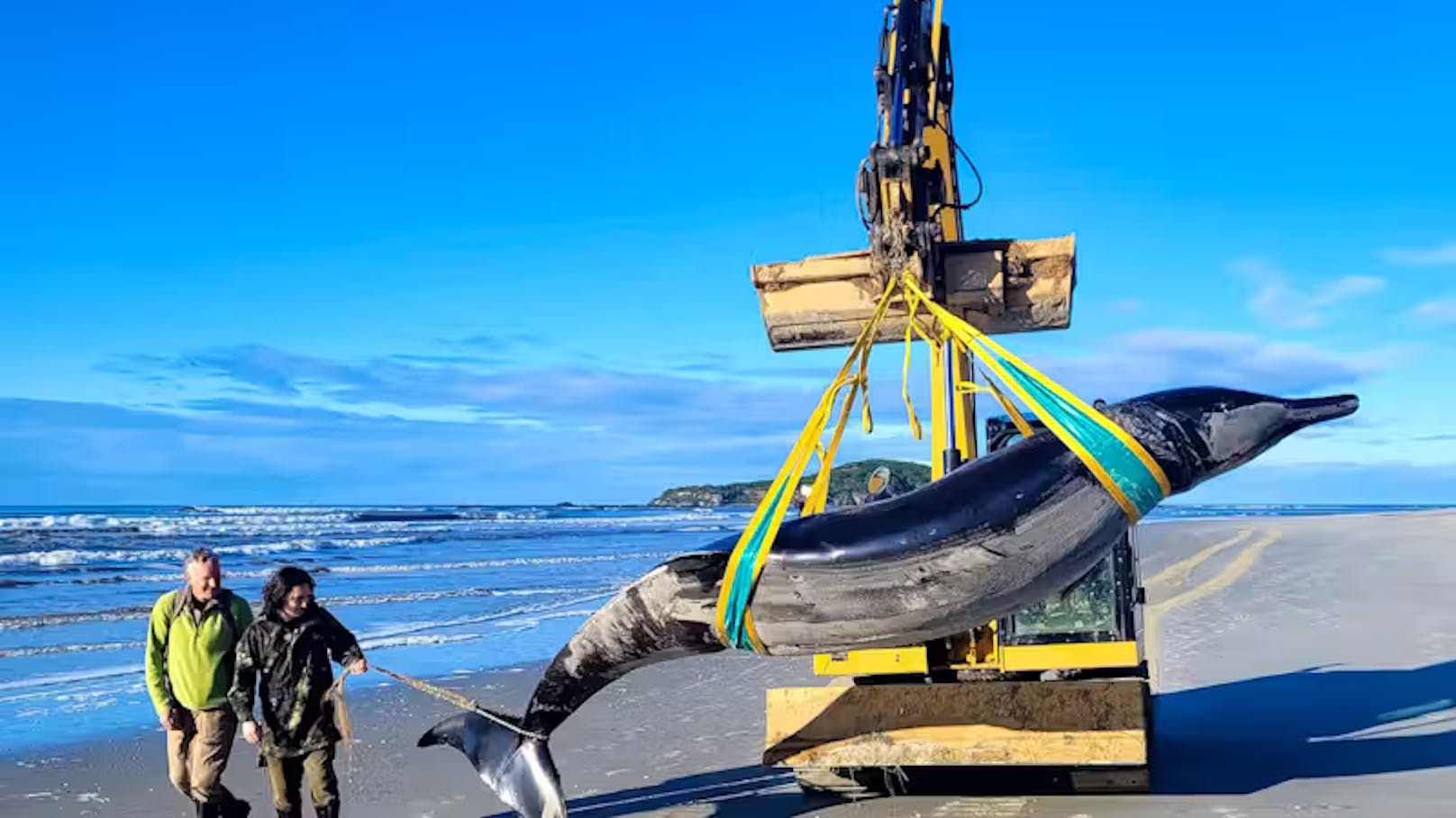 Sensationsfund! "Seltenster Wal der Welt" gefunden