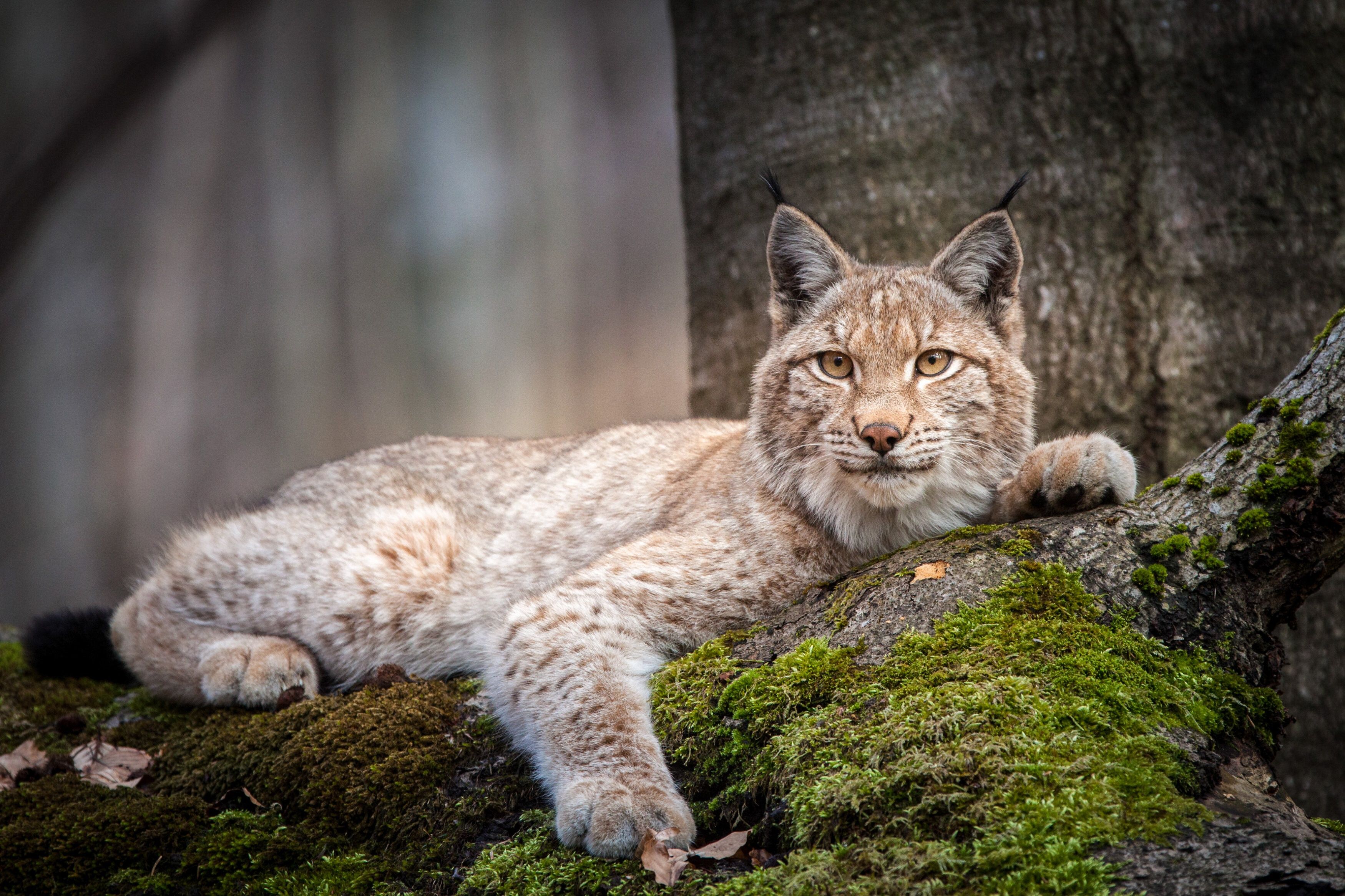Die hübsche Raubkatze ist nicht besonders zufrieden in Österreich. Schade.