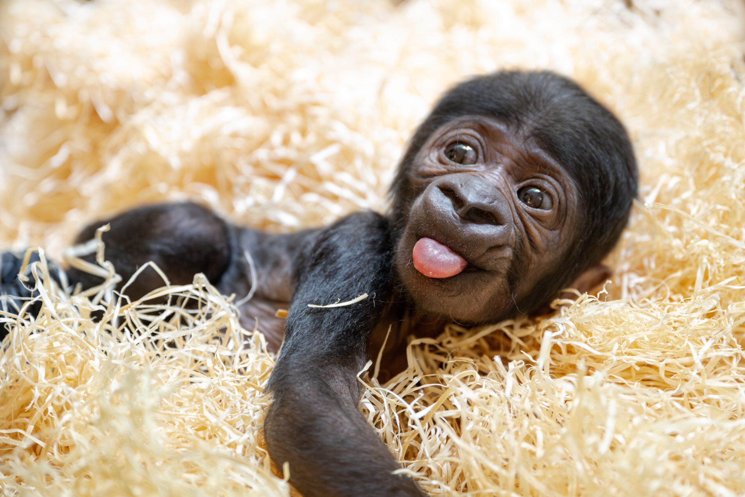 Das kleine Neugeborene ist eine große Sensation: Es ist das erste Gorillababy, das in Österreich geboren wurde.