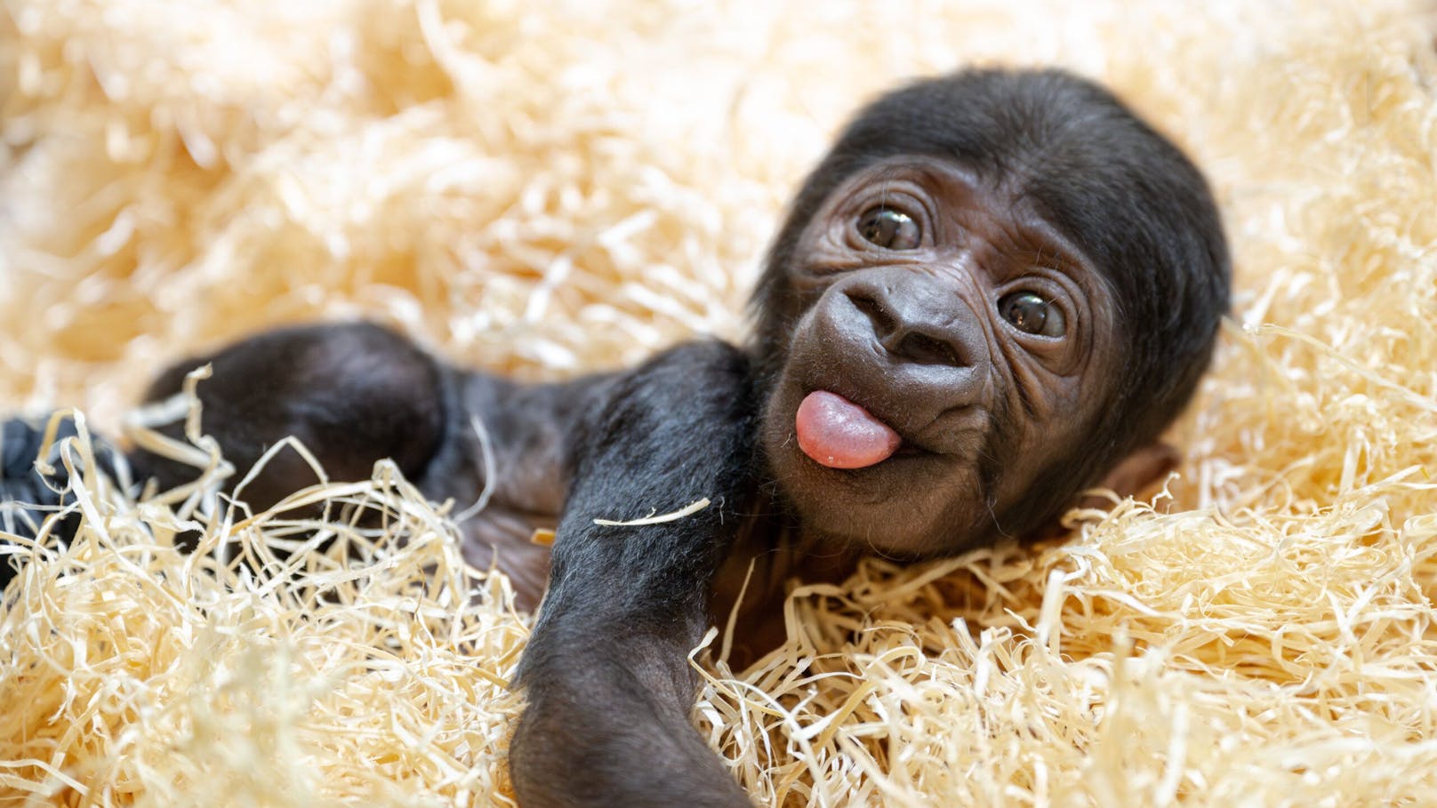 Sensation: Erstes Gorilla-Baby in Österreich geboren
