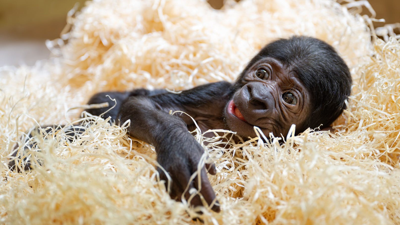 Wenn alles glattläuft, können Besucher das Gorillababy in wenigen Tagen bestaunen.