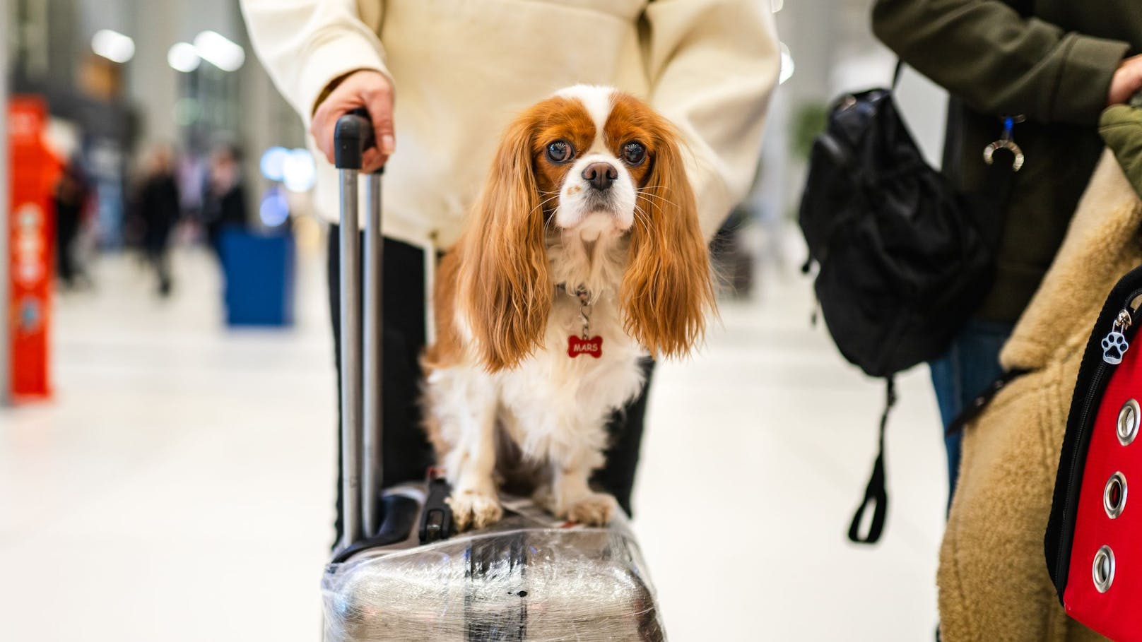 Die Einreise für Hunde in die USA ist ab dem 1. August nicht mehr ganz so einfach.