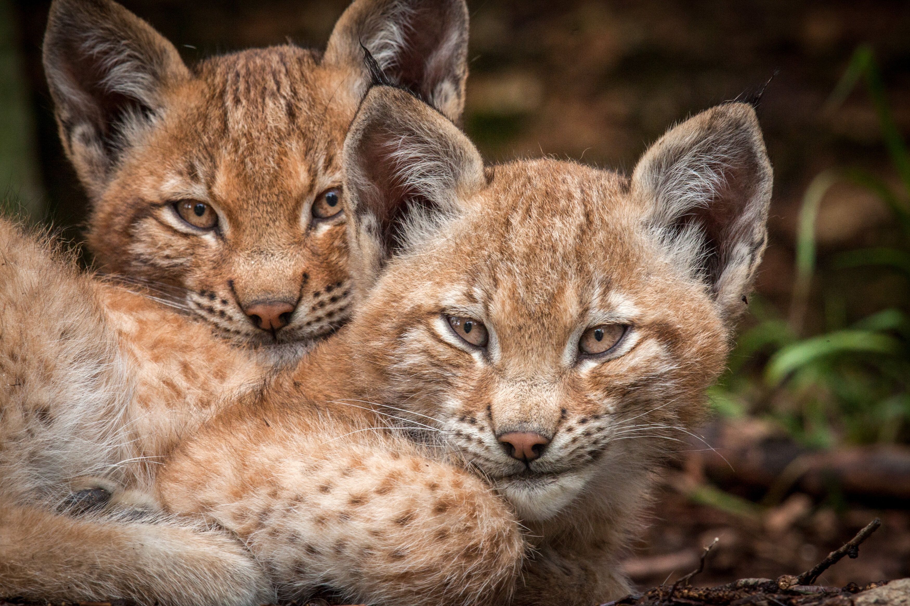 Zwei Jungluchse und ein erwachsenes Tier wurden mit einem Wolfsrudel verwechselt.