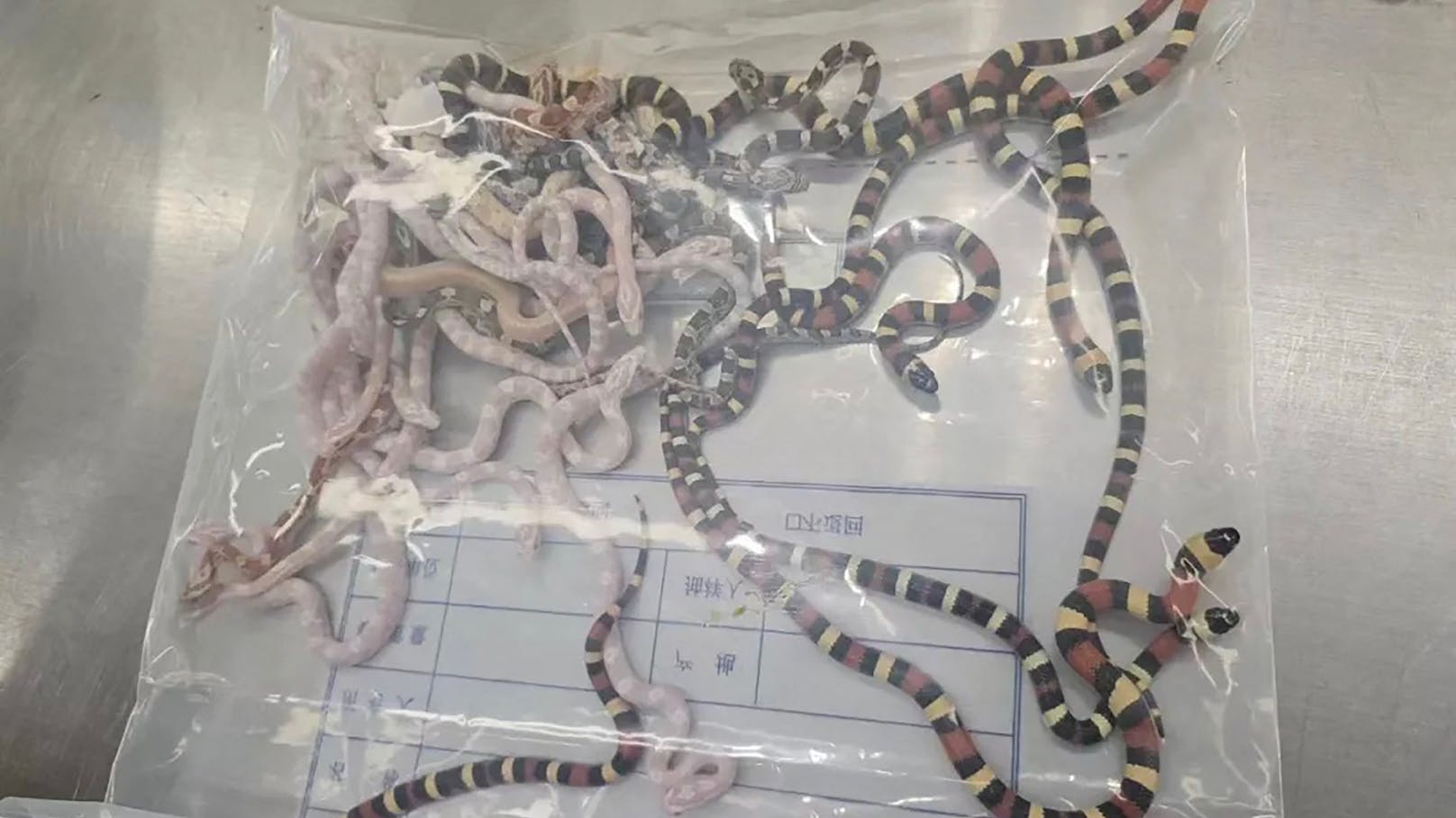 Schmuggler stopft 100 Schlangen in Hosentasche