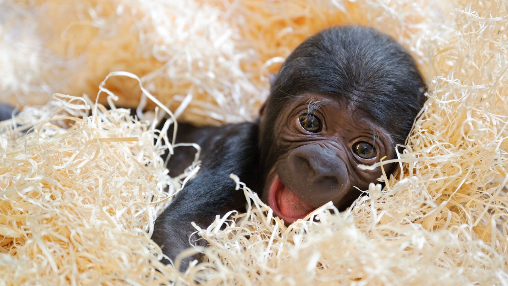 Nach drei Tagen hatte sich Mama "Kibibi" von der Geburt erholt und nahm ihren Nachwuchs wieder an sich.