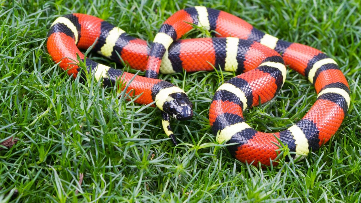 Obwohl die Dreiecksnatter eine sehr auffällige Färbung hat, ist sie ungiftig.