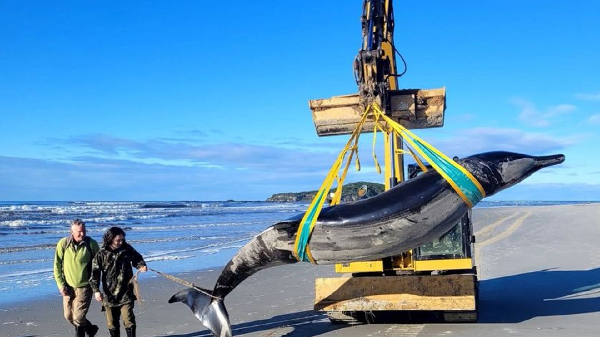 Der seltene Wal wurde an einem Strand in Neuseeland angespült.