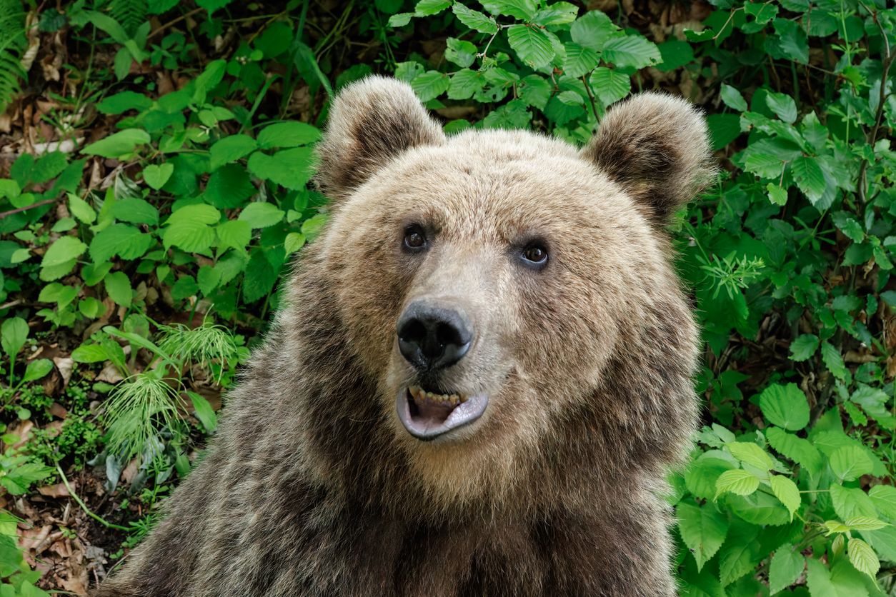 Wieso können Menschen Wildtiere nicht einfach in Ruhe lassen? 