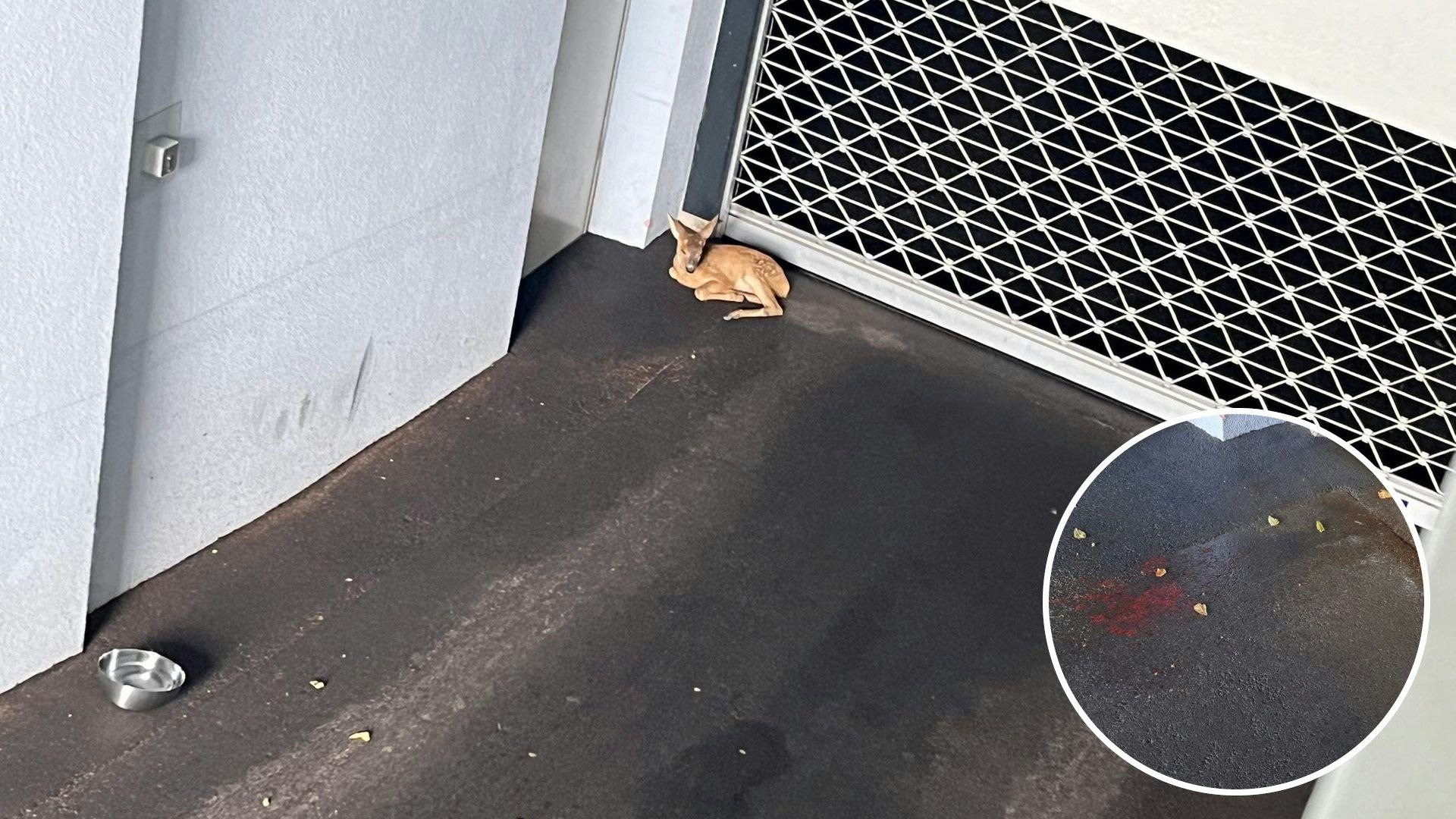 Das vor dem Tor kauernde Reh fand einen schrecklichen Tod - eine Blutlache zeugte davon (kleines Bild).