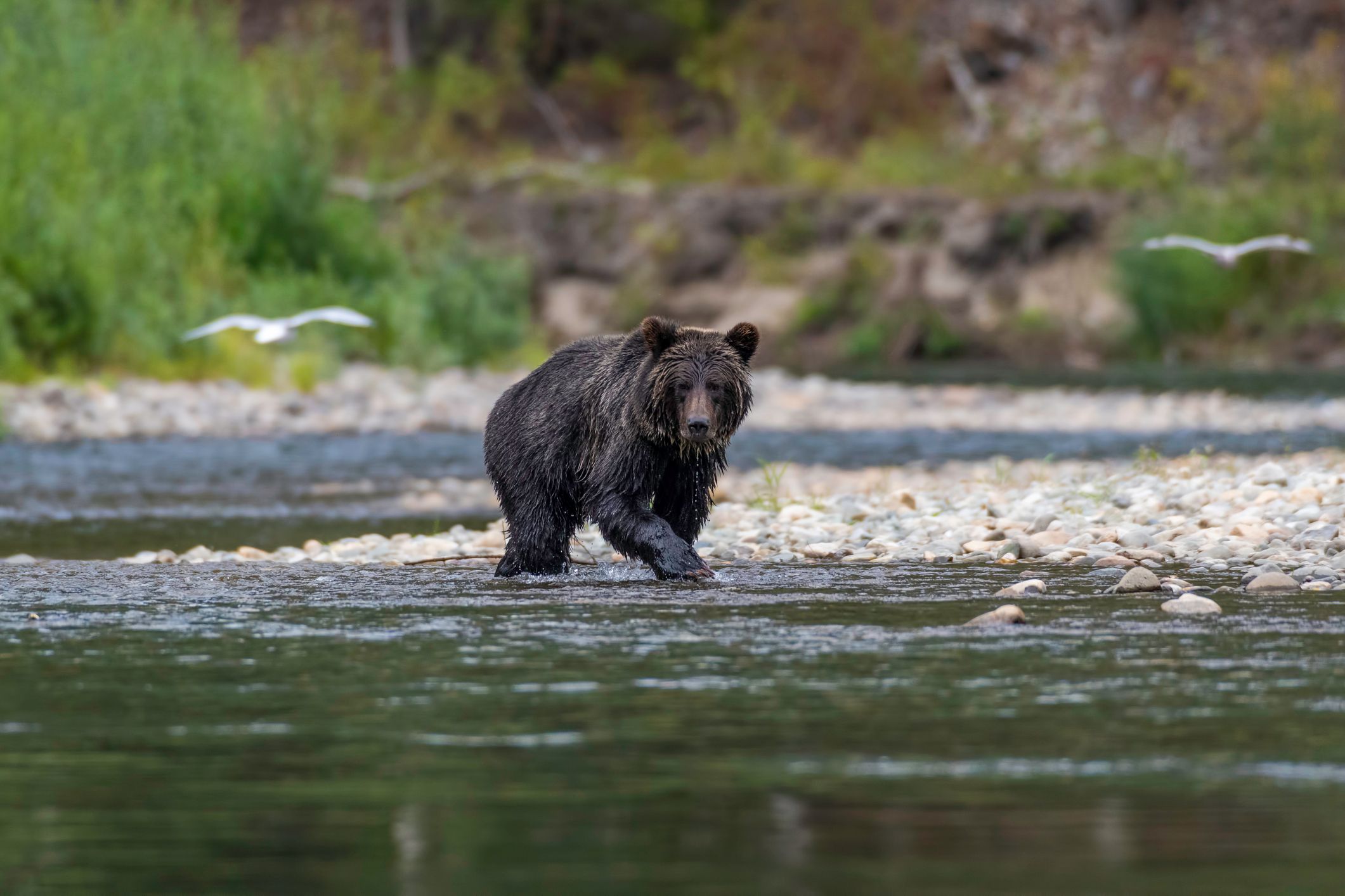 Ein Bär griff einen ausländischen Touristen an und verletzte ihn. (Symbolbild)
