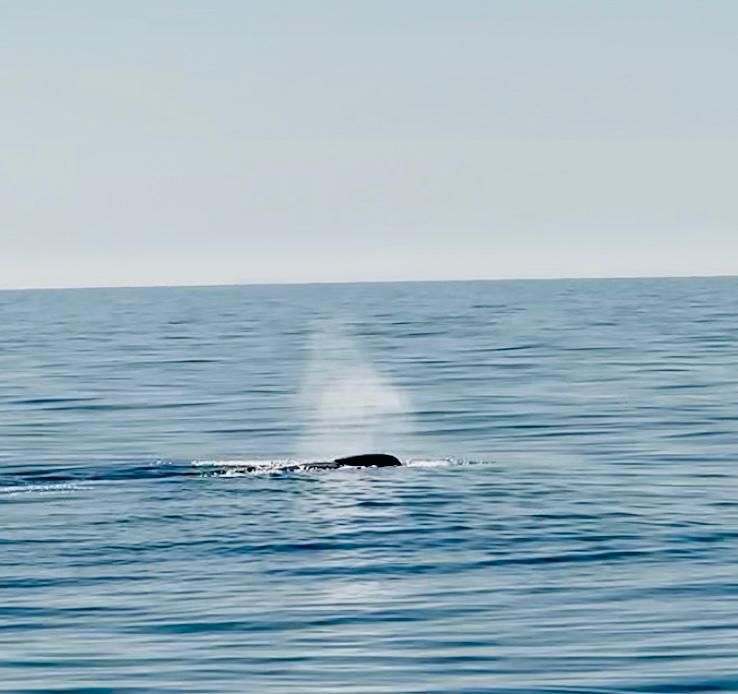 Auf offenem Meer machte eine 32-jährige Wienerin eine seltene Entdeckung.