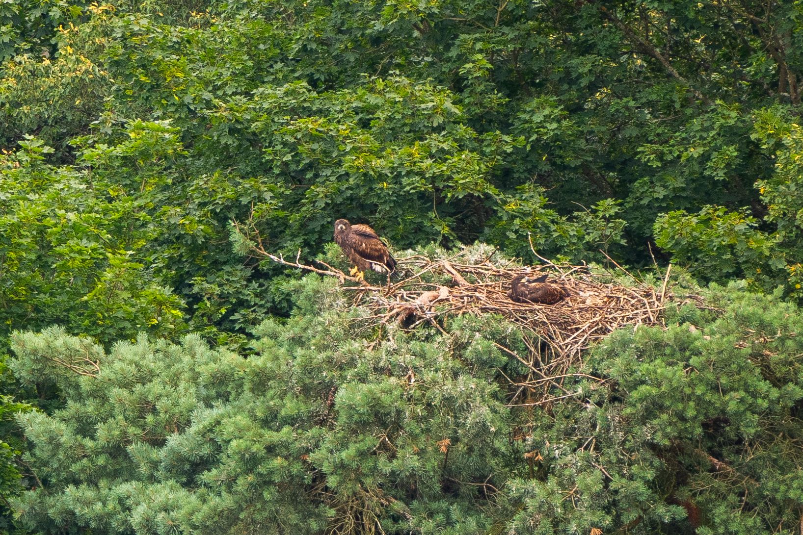 Die Jungvögel starten vom elterlichen Horst aus erste Erkundungsflüge.
