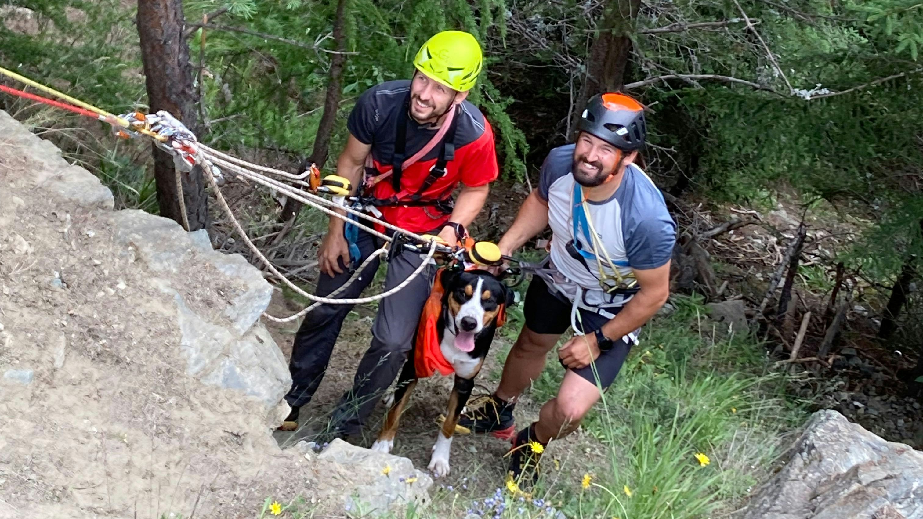 Heute.at - Assistenzhund stürzt 50 m ab, wird unverletzt geborgen