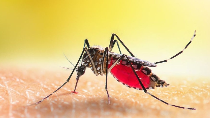 Heute.at - Gelsen-Horror – Weltweit neue Ausmaße bei Infektionen