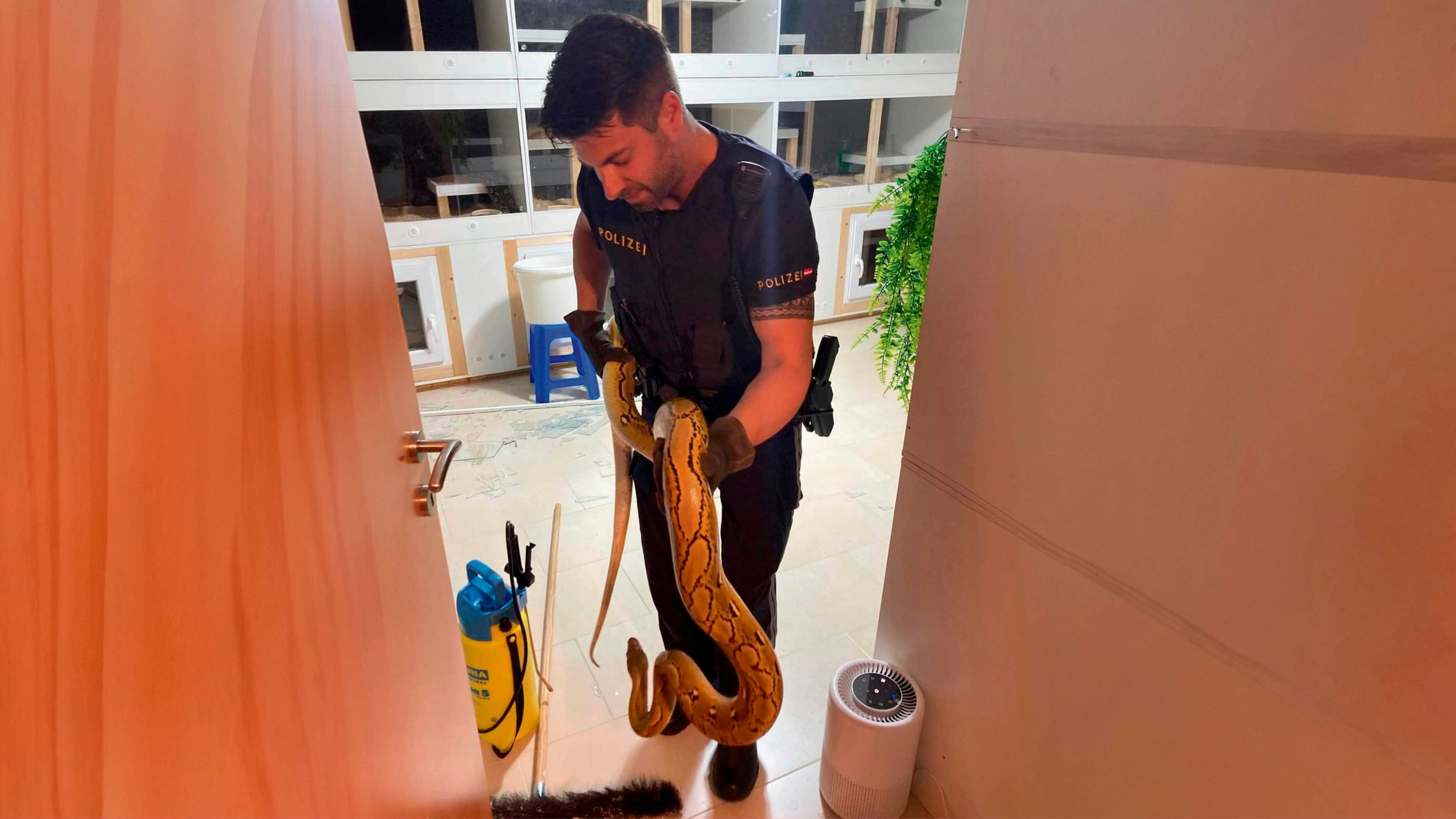 Die Polizei konnte den 20 Kilogramm schweren Netzpython einfangen.