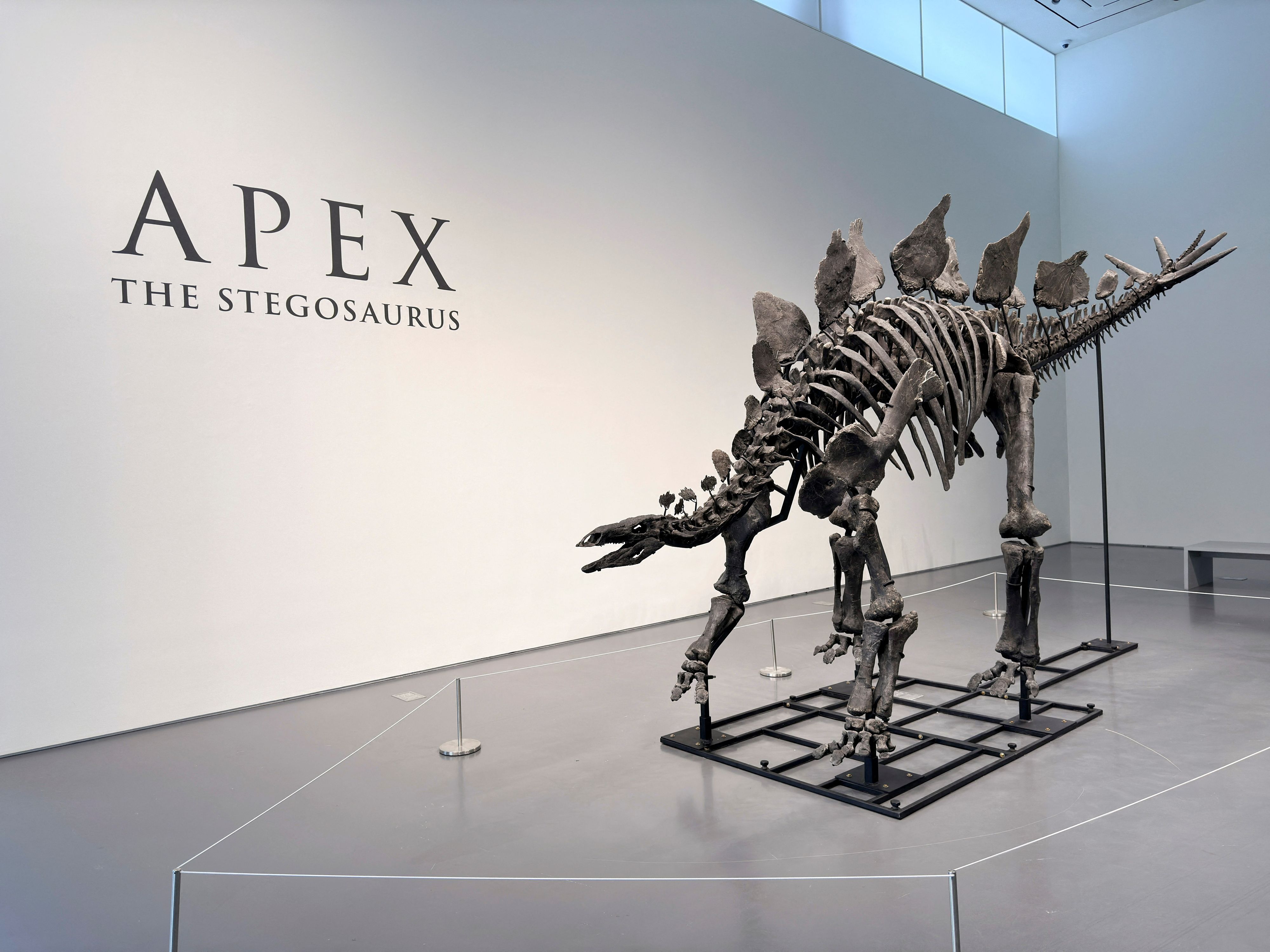 Ein Stegosaurus-Dinosaurierfossil namens Apex wurde bei Sotheby's in Manhattan, New York City versteigert. 
