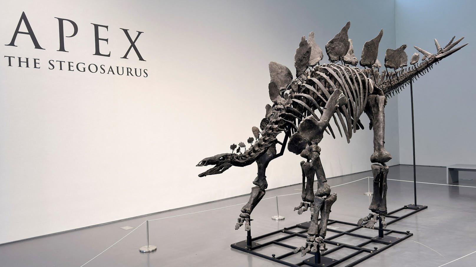 Dinosaurier-Skelett für 40 Millionen Euro versteigert