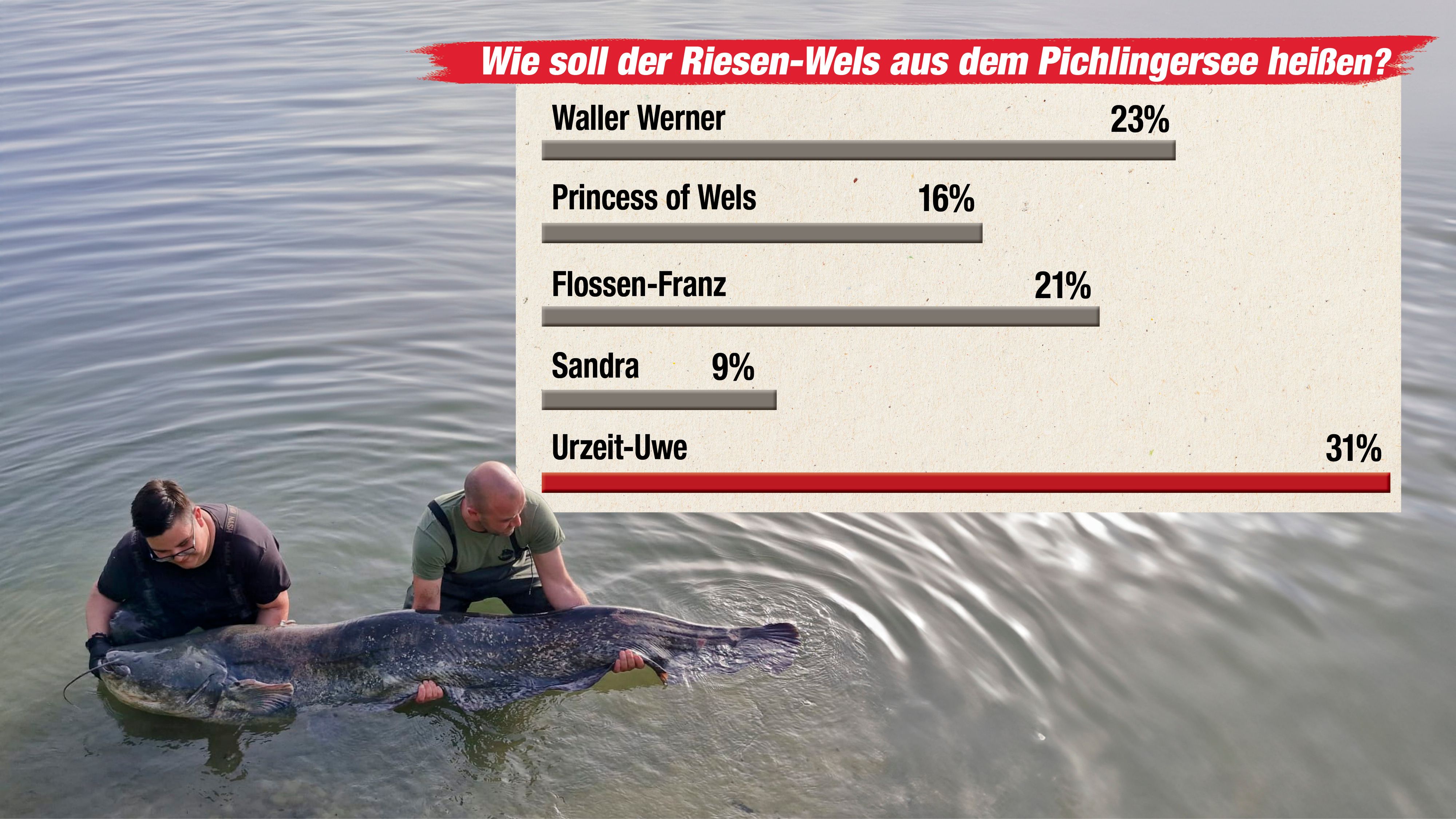 Die Würfel sind gefallen: Der Zwei-Meter-Wels aus dem Pichlingersee heißt 