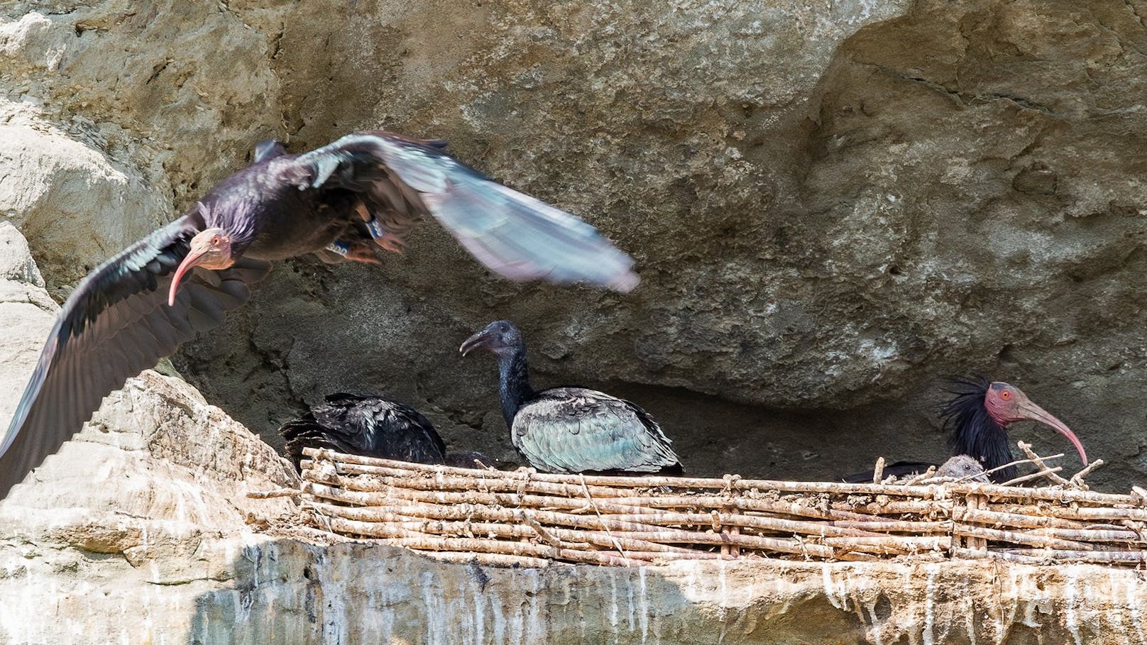 Der Waldrapp gehört zur Familie der Ibis und wird etwa so groß wie eine Gans.