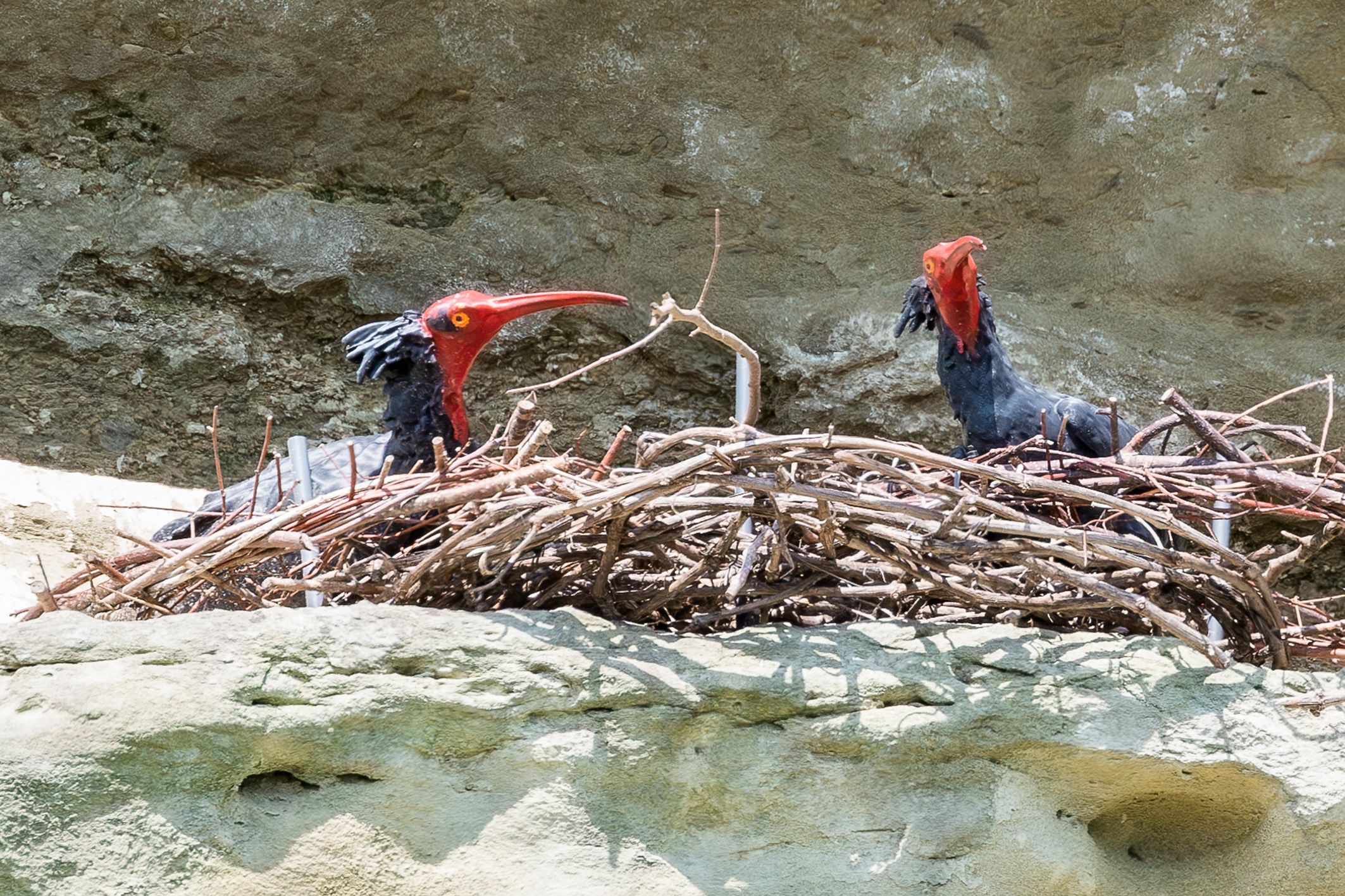 Ja, wer seid ihr denn? Waldrappe aus dem 3D-Drucker