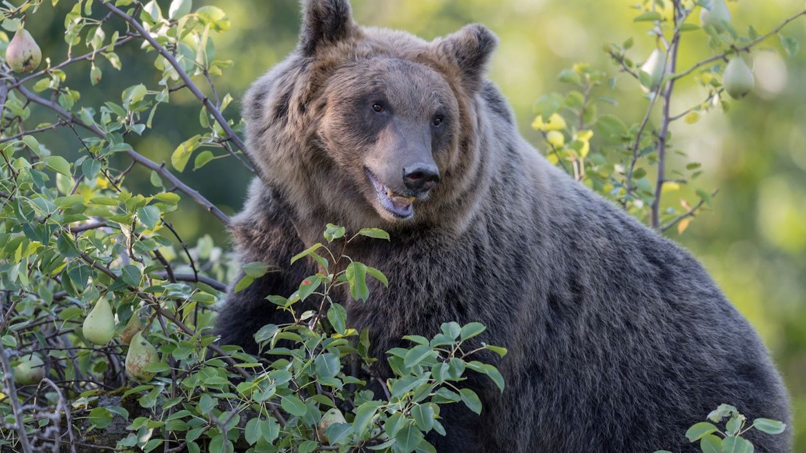 Bär attackierte Jogger – jetzt soll das Tier sterben