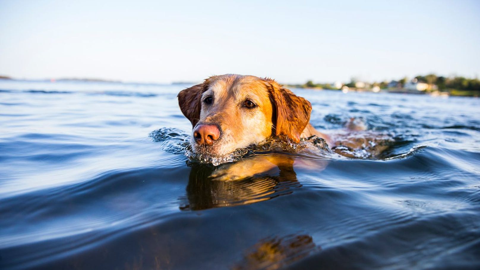 Hund schwimmt über sechs Kilometer zu seiner Familie