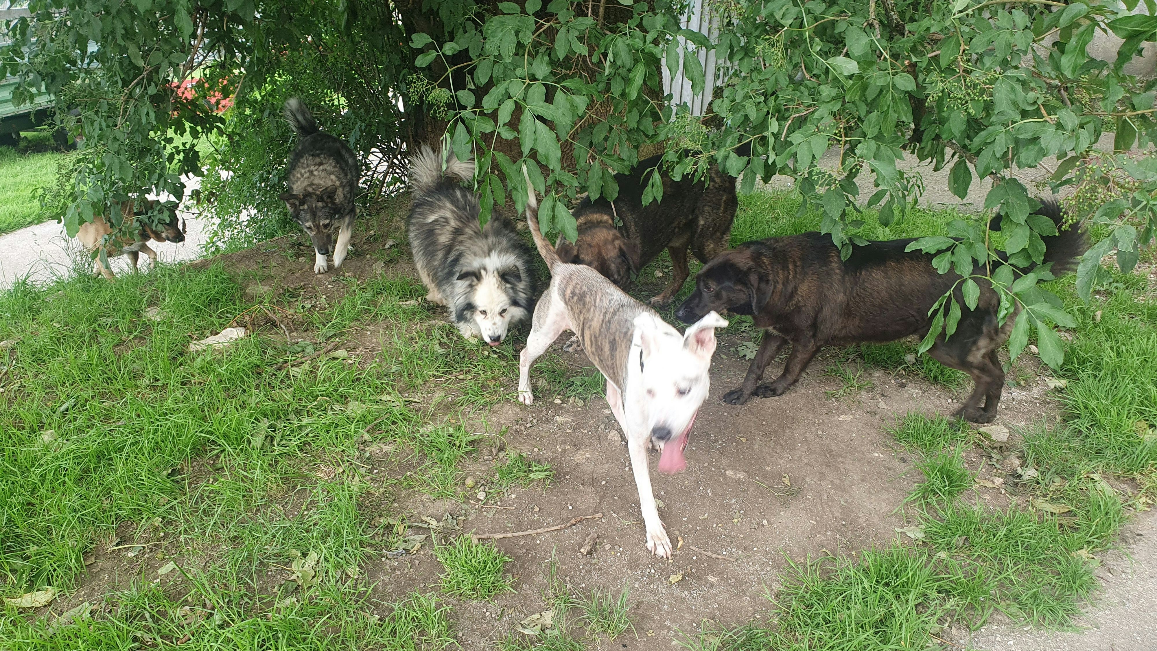 Der freundliche Rüde fühlt sich im Tierparadies sichtlich wohl und kann genesen. 