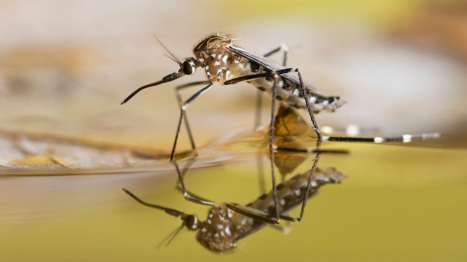 Kampf gegen Malaria! So will man Moskitos eindämmen