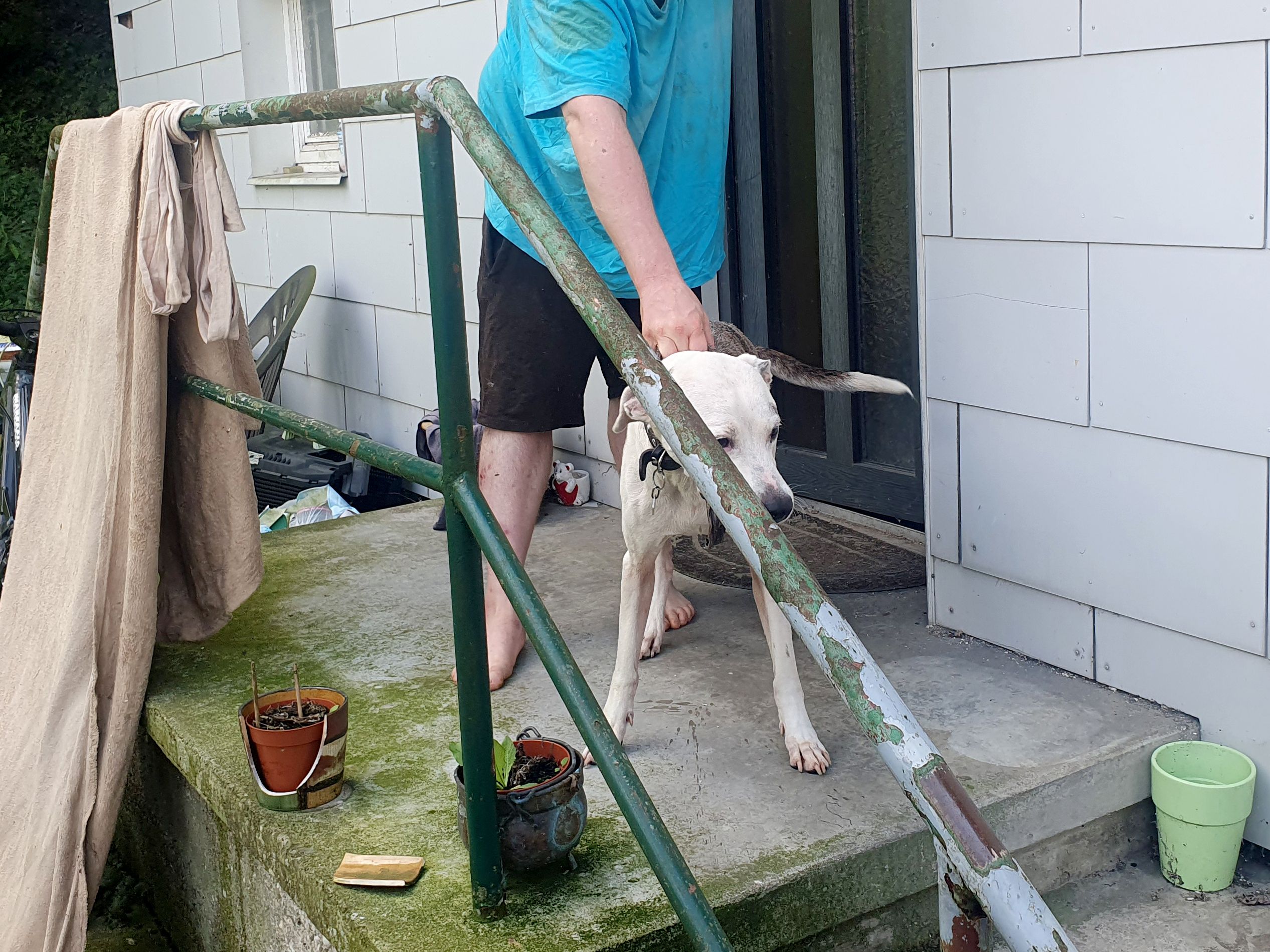 Der Staff-Dobermann-Mischling ist nicht nur stark unterernährt, sondern leidet auch an Muskelschwund.