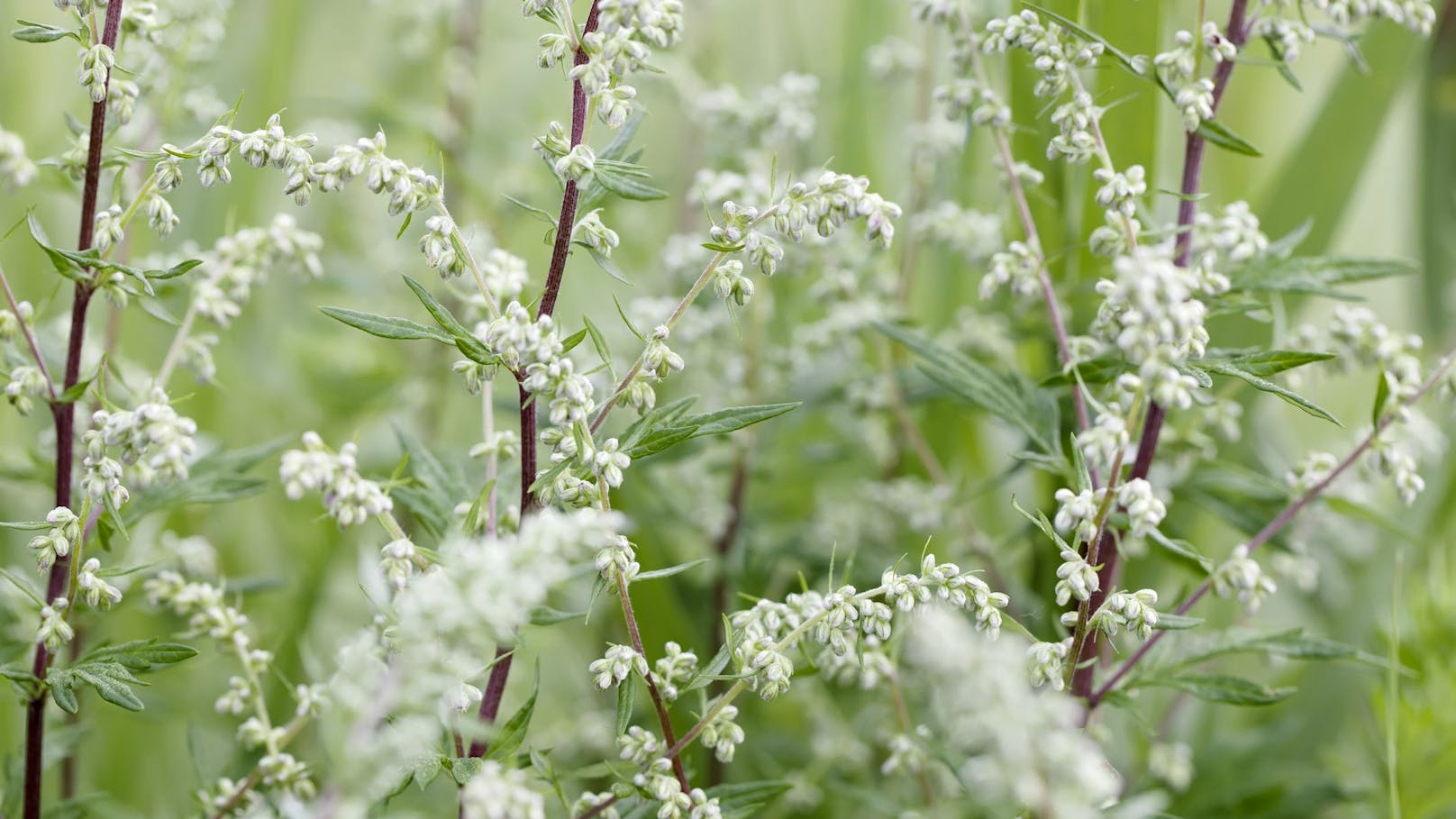 Allergie-Übeltäter Beifuß