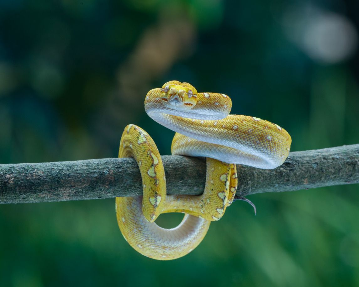 Eine riesige Pythonschlange sorgte in Kalifornien für Aufsehen. (Symbolfoto)