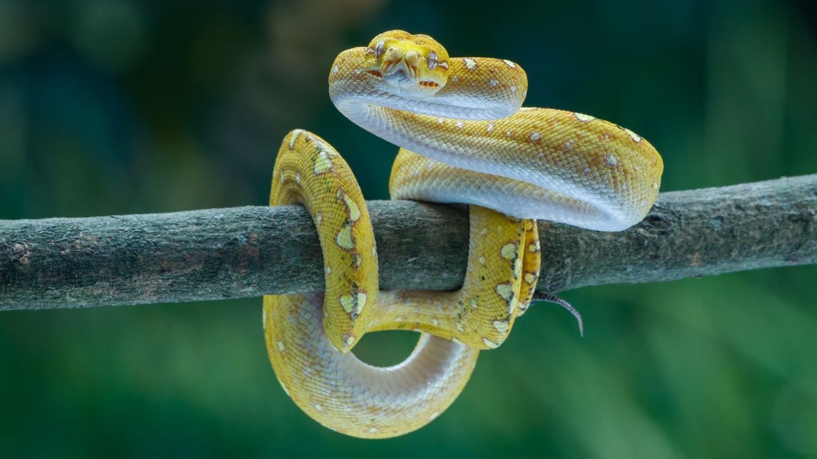 Snake on the tree ( Morelia viridis)